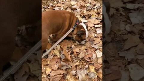 Bulldog Playing in Leaves