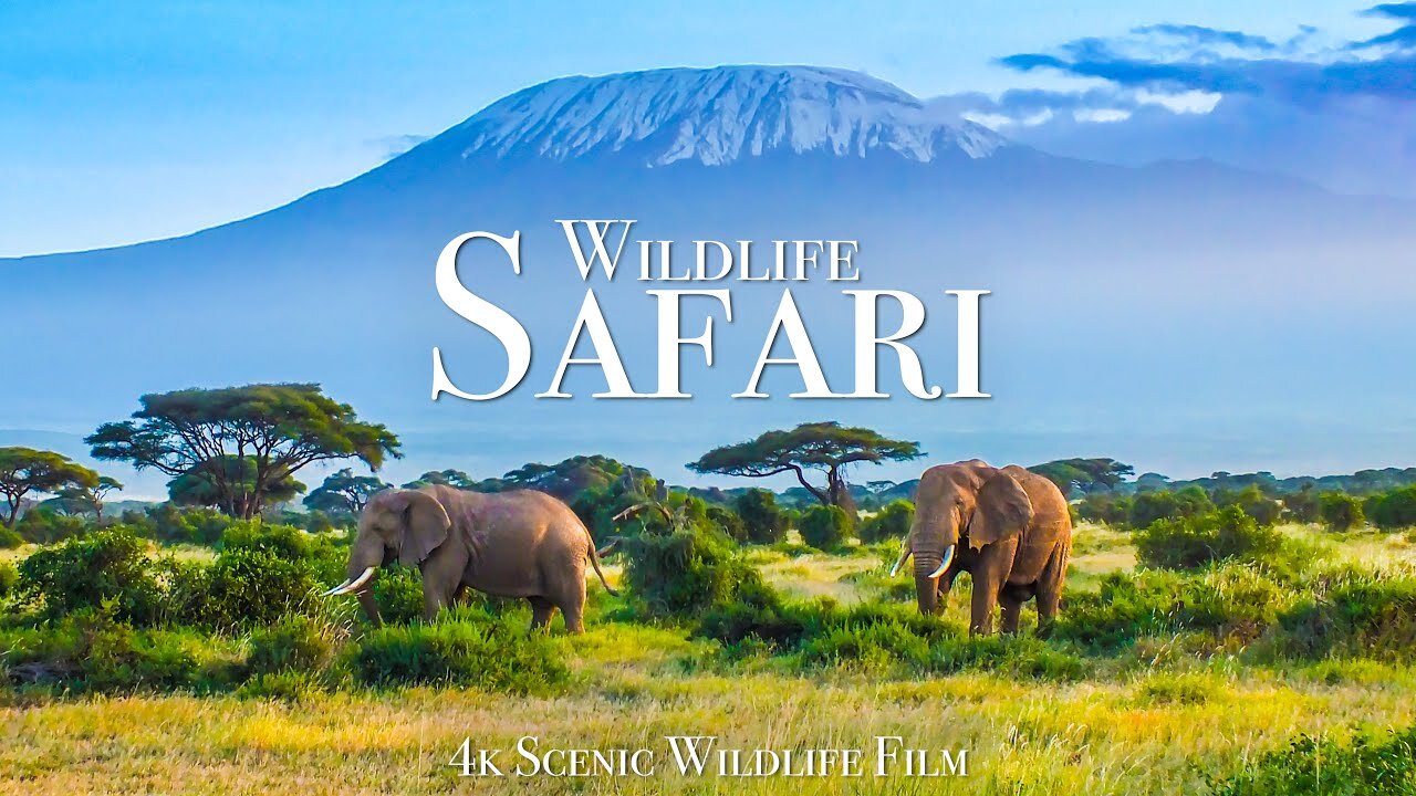 WIldllfe Safari 4K- Scenic Animal Film WIth Afrlcan Muslc