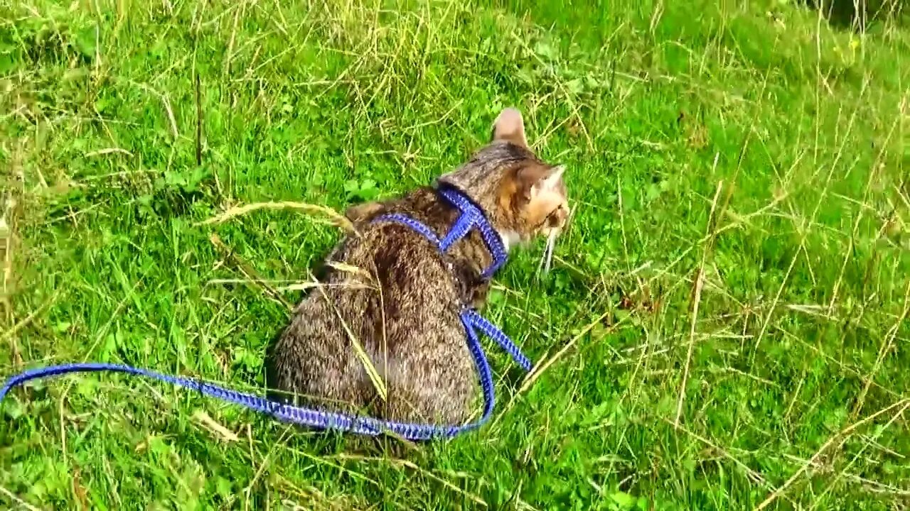 Kitten Goes on a Picnic in the Mountains