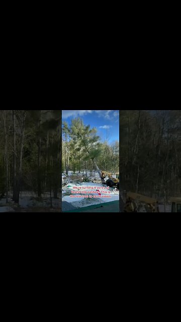 Pushing Over A 100ft Pine Tree