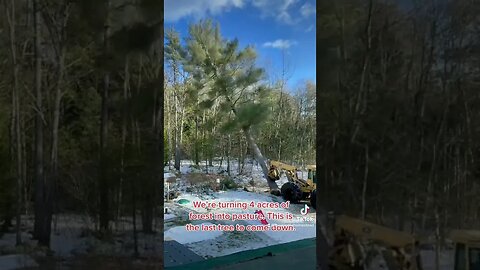 Pushing Over A 100ft Pine Tree