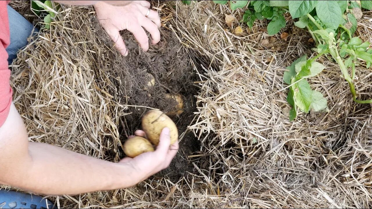 These Potato Are Grown So Differently | Why You Should Do The Same!