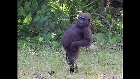 funny kids & zoo animals