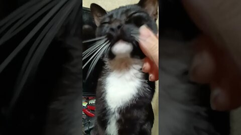 morning kitty #shortsfeed #shortsvideo #kitty #kittycat #youtubeshorts #cutekitty #catshorts