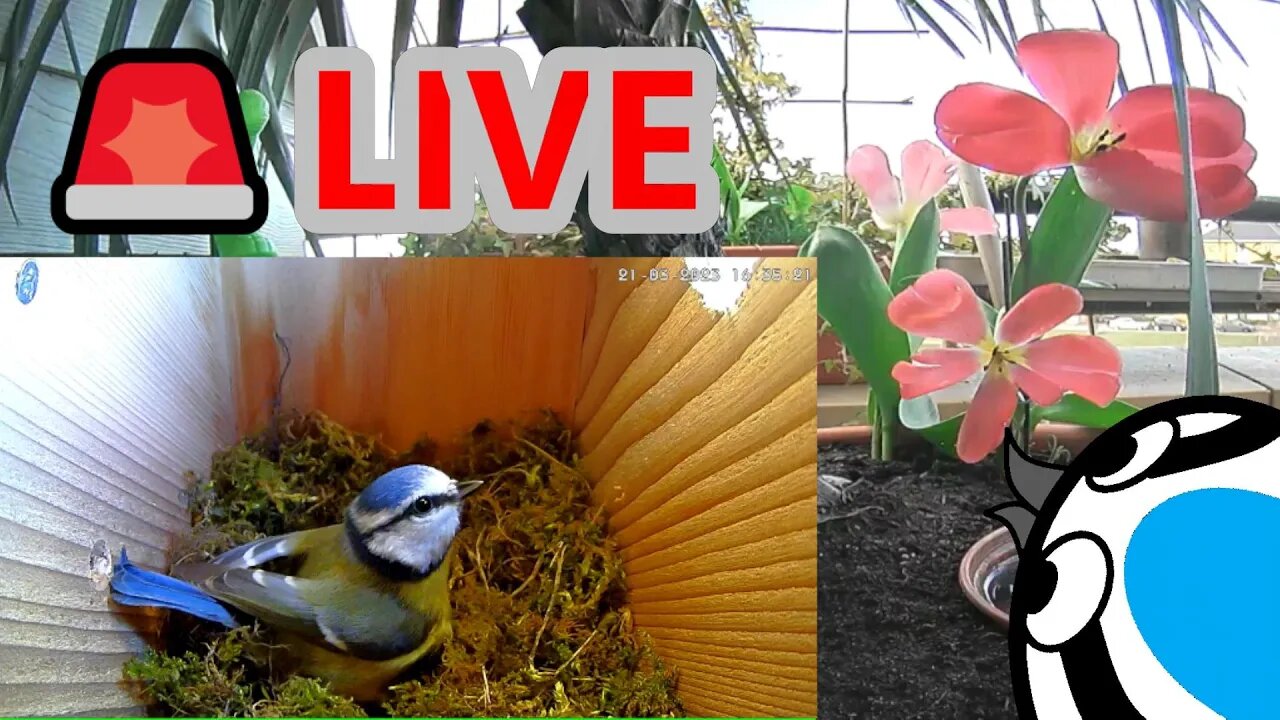 🚨24/03/23🏴󠁧󠁢󠁥󠁮󠁧󠁿Bird Nest Box - Blue Tit Nest Building Stage (Part 2)