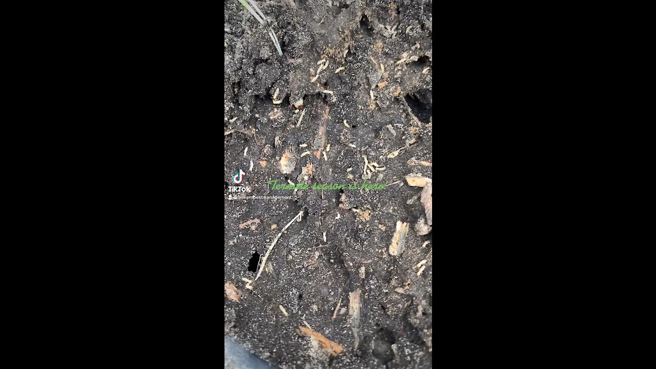 Carpenter ants raid a termite nest