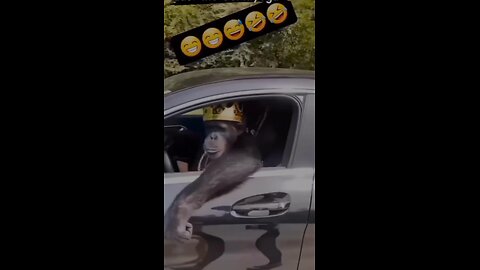 Gorilla Ki Jeebh 😂😂 | #comedy