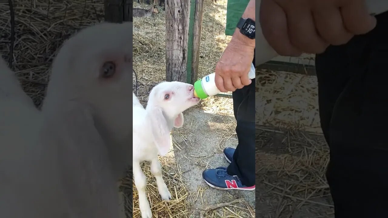 Precioso corderito bebé 🍼
