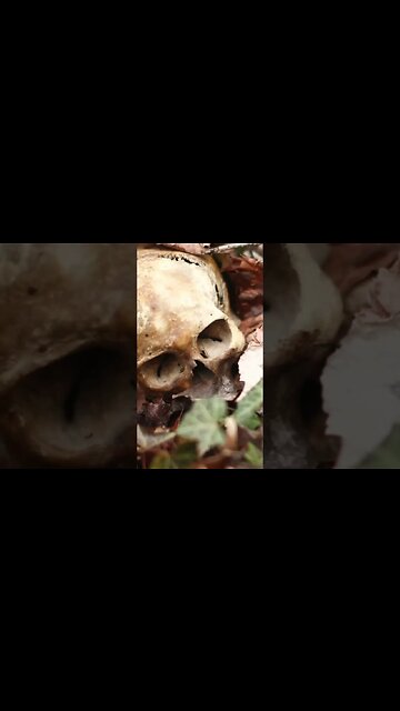 Family Dog Brings Home Human Skull #truecrime #crime #serialkillerdocumentary