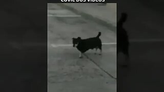 inacreditável cachorro cagou na parede