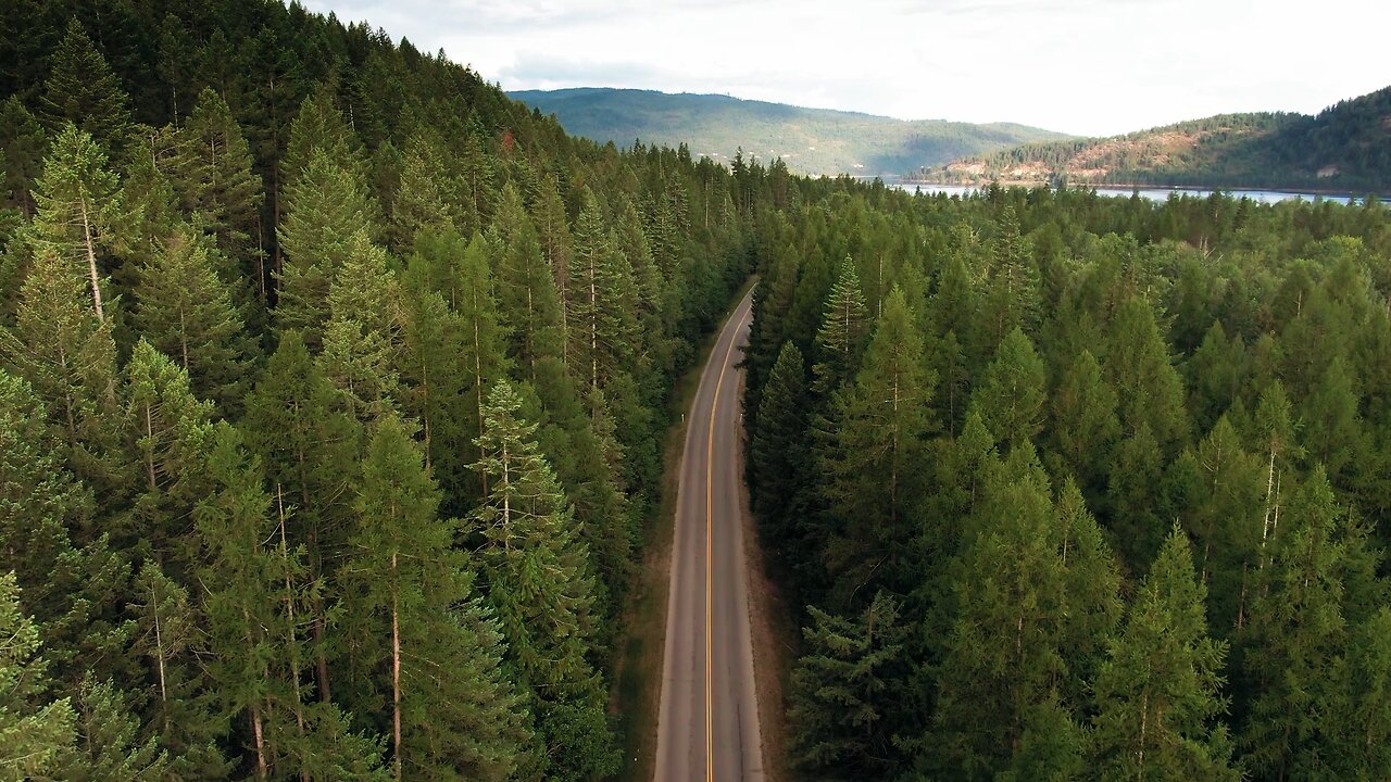 A Road in the middle of a jungle