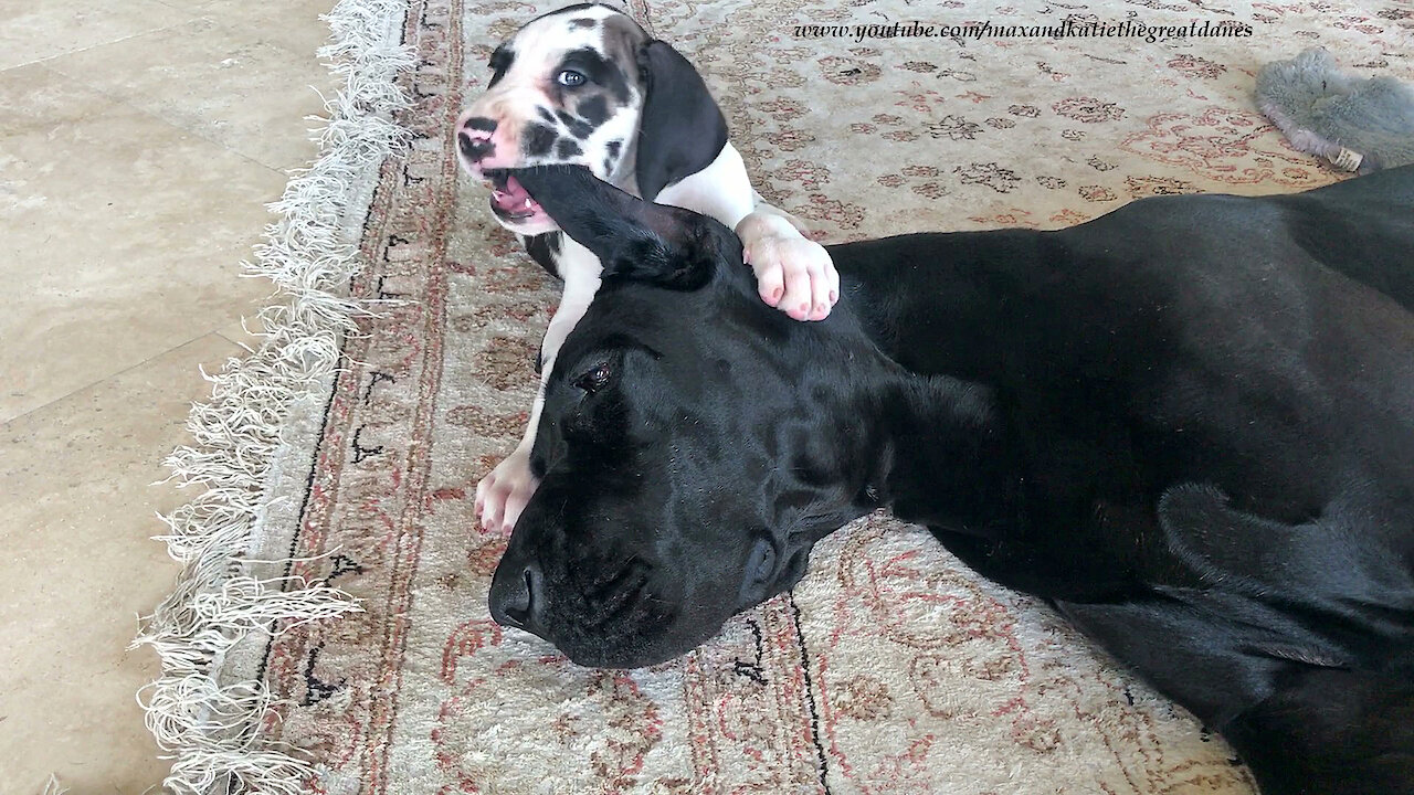 7-week-old puppy chews on patient Great Dane's ears