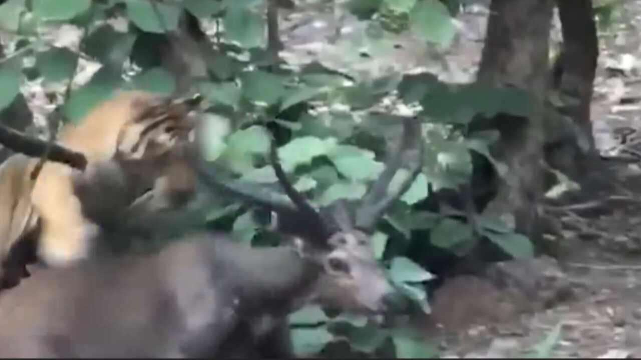 The skill that tigers have in getting their prey