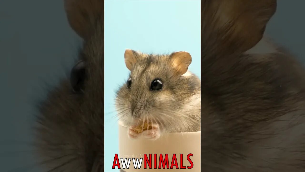 🤗 #AwwNIMALS - Hungry Hamster 💕