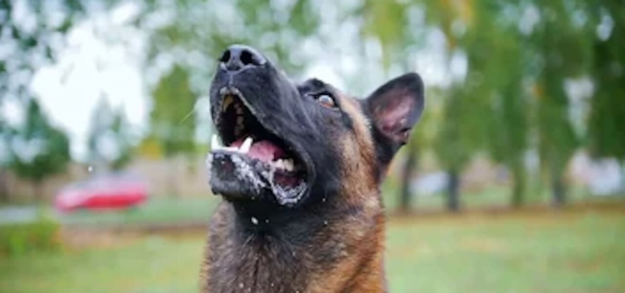 Modern Dog Training For Advanced Leadership System for Dogs