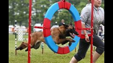 Watch 5 of the best WKC Dog Show moments to celebrate National Puppy Day | FOX SPORTS