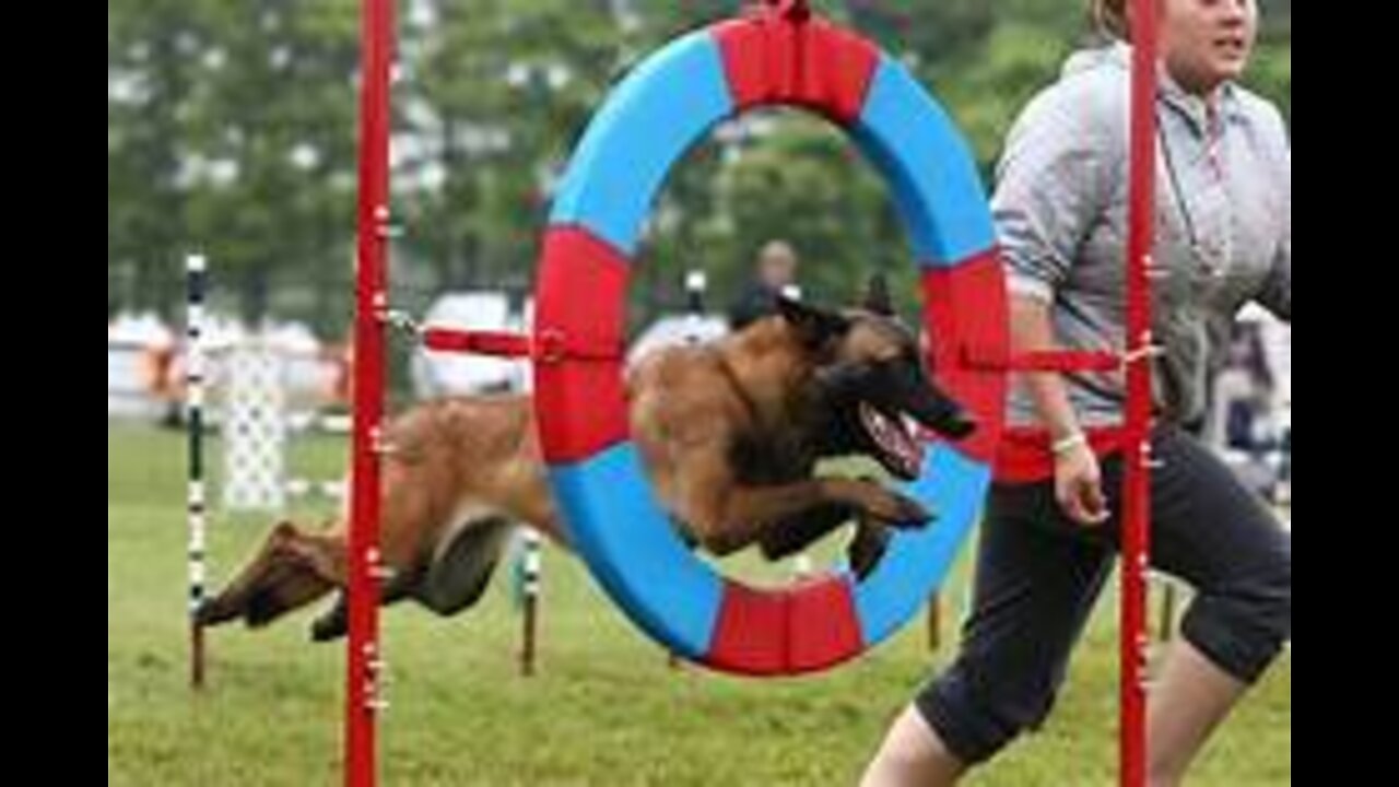 Watch 5 of the best WKC Dog Show moments to celebrate National Puppy Day | FOX SPORTS