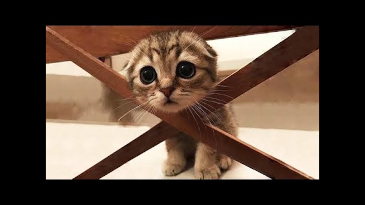 OMG So Cute Cats ♥ Best Funny Cat Videos 2021 #2