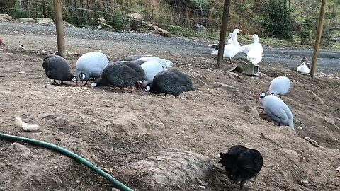 Guinea fowl, chickens and geese in the late winter afternoon