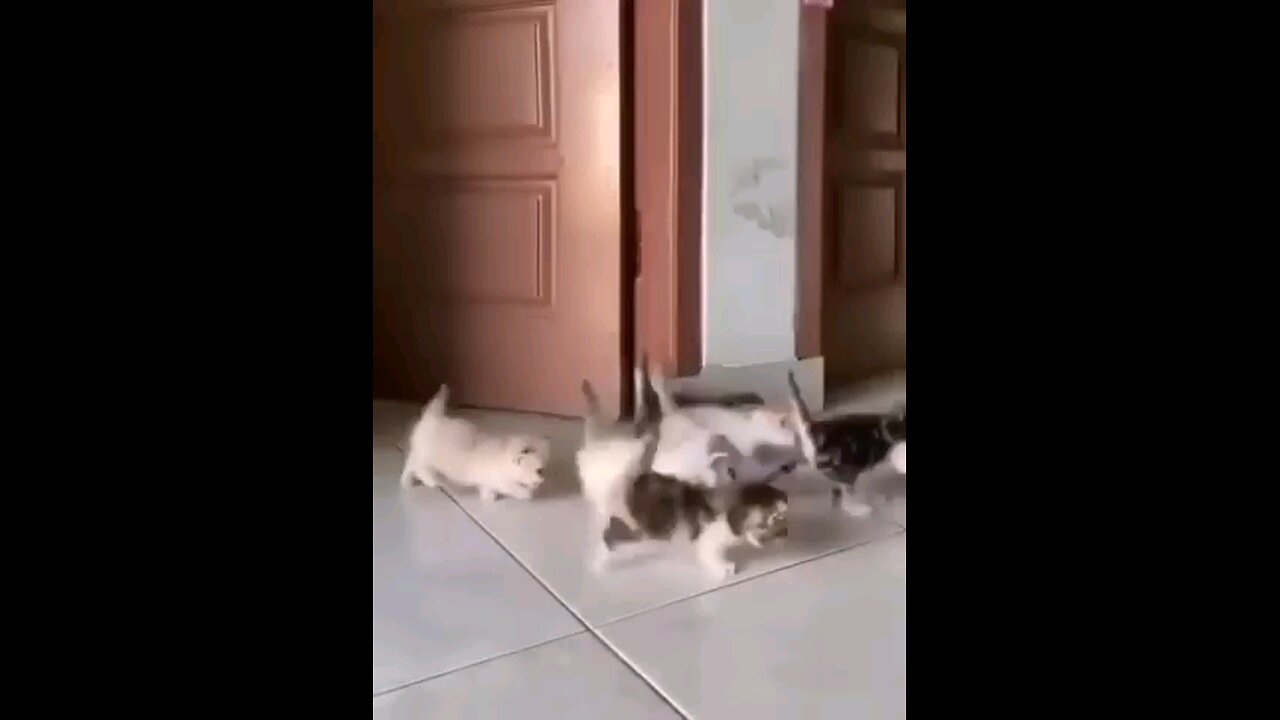 cats parade