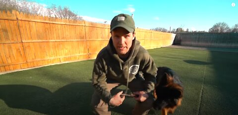 How To Correct Your Dog Safely, Bad Things 99% Of Dog Owners Do