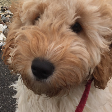 Cockapoo Puppy Goes Crazy in the leaves!