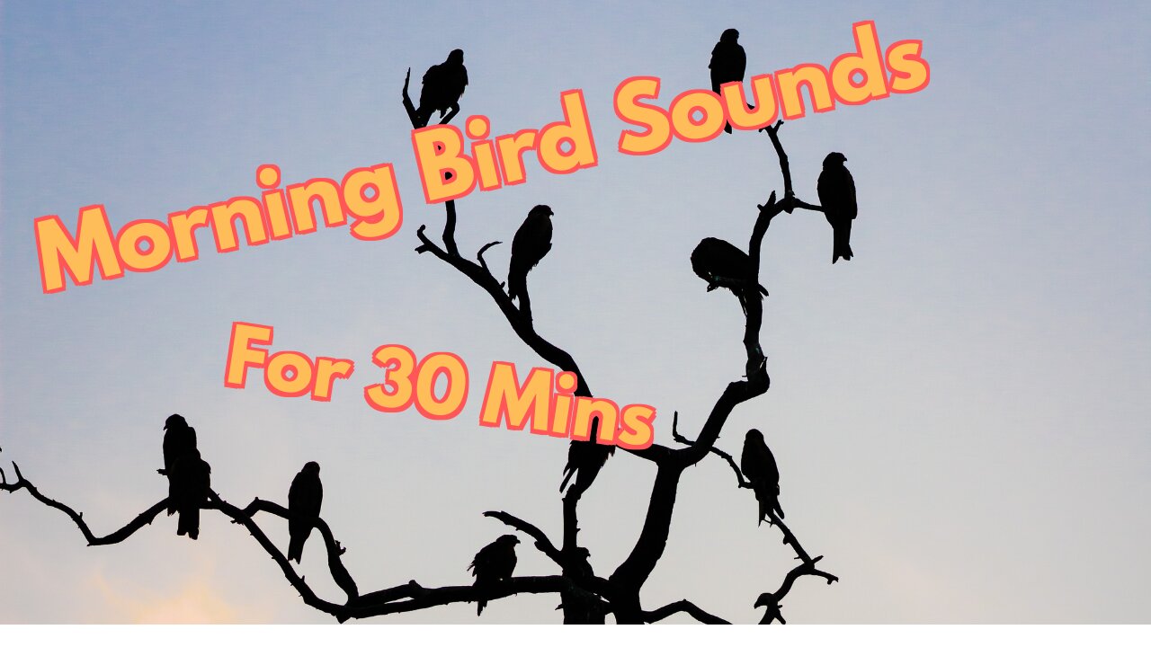 Relaxing morning bird sounds for 30 mins