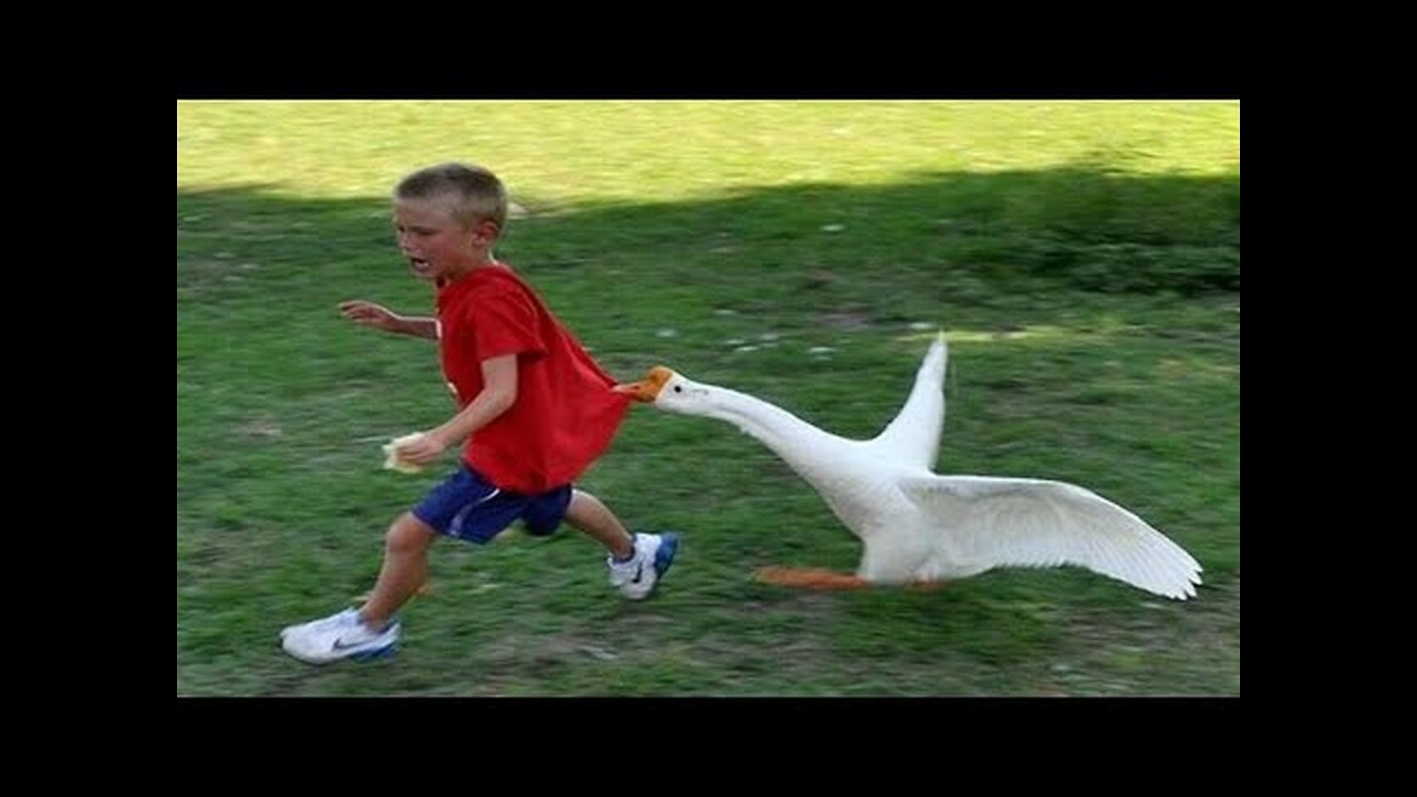 TRY NOT TO LAUGH 😆 Best Funny Videos Compilation 😂😁😆 Memes