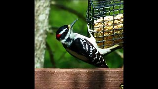 woodpecker