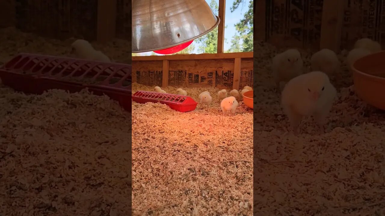 #chickens #farm #shorts