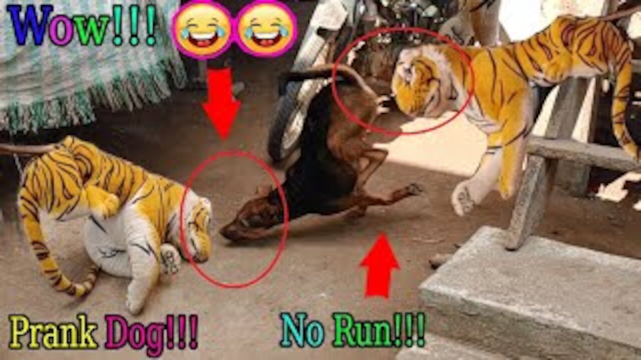 Fake Tiger Prank Dog So Funny Comedy Video 2021