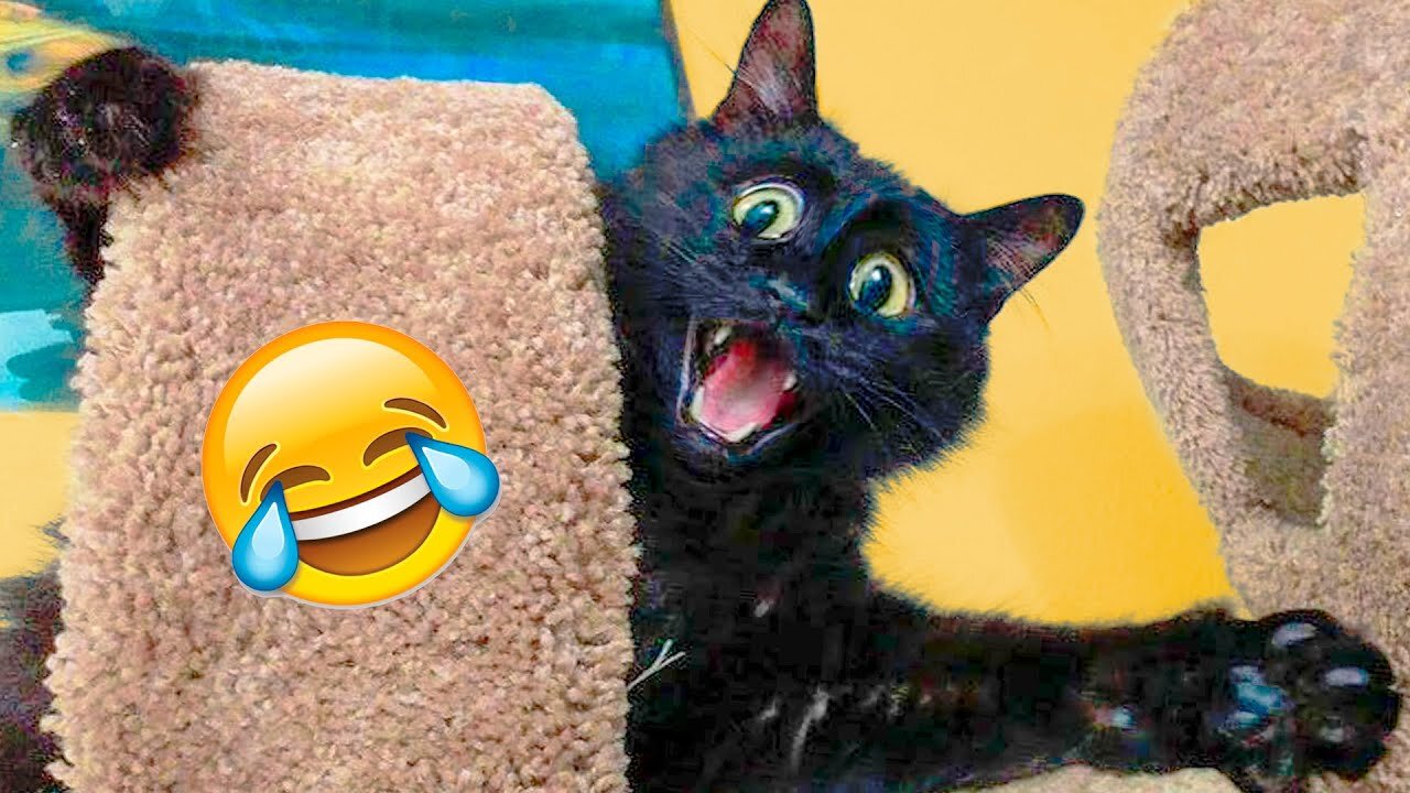 Best Funny Cat Videos That Will Make Your Day Better 😂😹