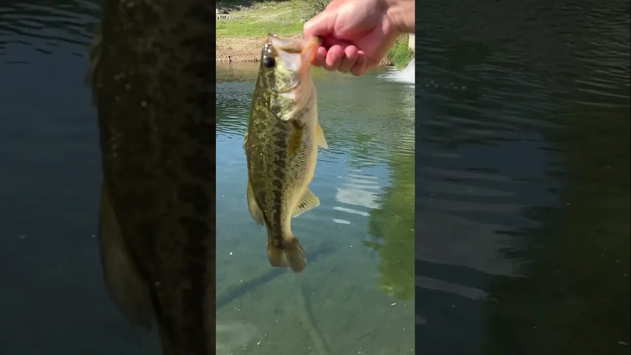 Micro Jika Bass in ultra clear water on a Finesse Craw! #bass #bassfishing #fishing #shorts