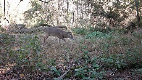 Trail Camera: Whitetail Buck