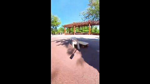 Skatedog