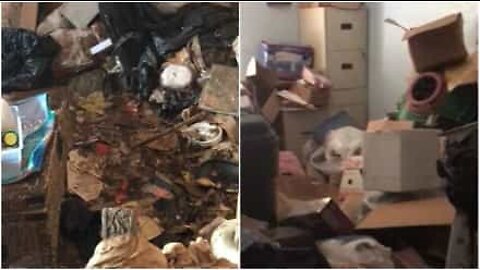 放置された家から救出された70匹のネコ