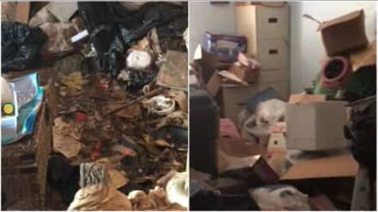 放置された家から救出された70匹のネコ