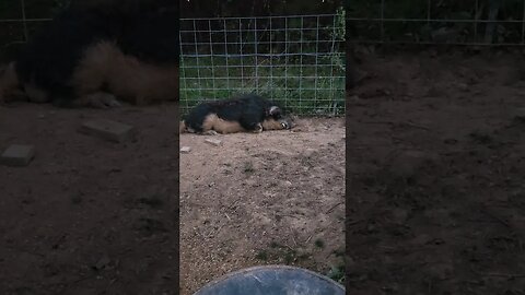 This Mangalitsa is a donkey. #homesteading