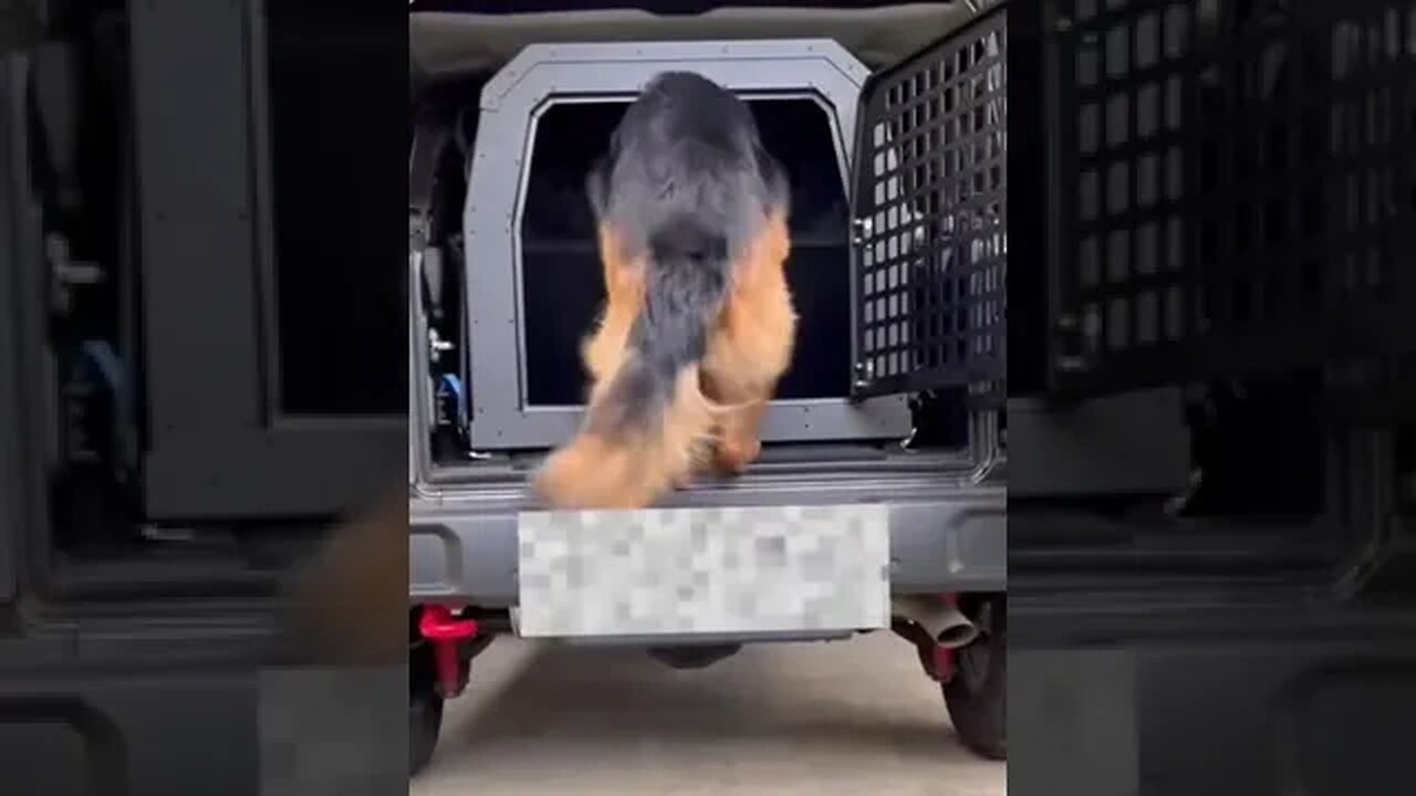 Powerful German shepherd #viral