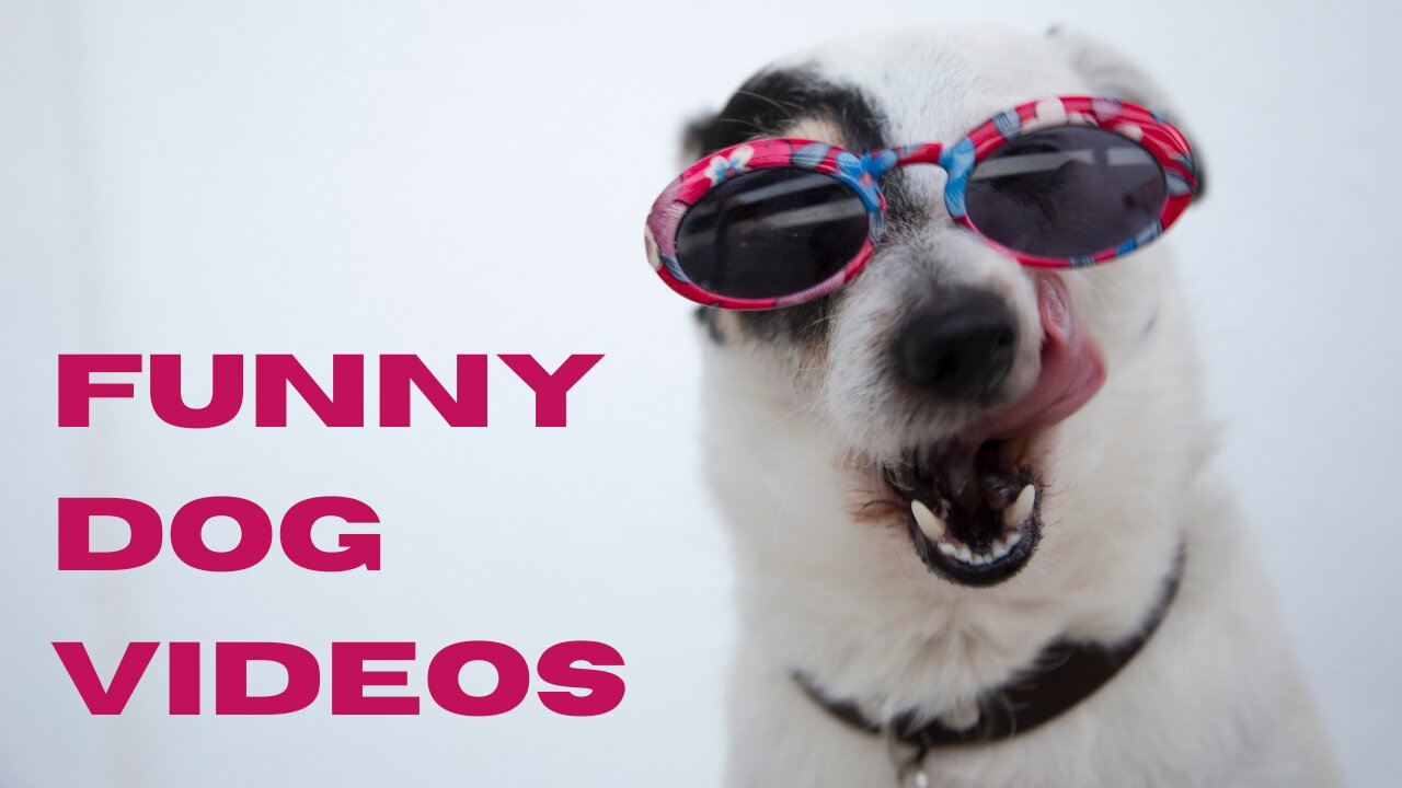 Funniest dog videos