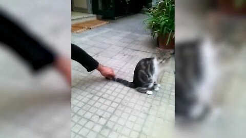 Funny cat vs gun