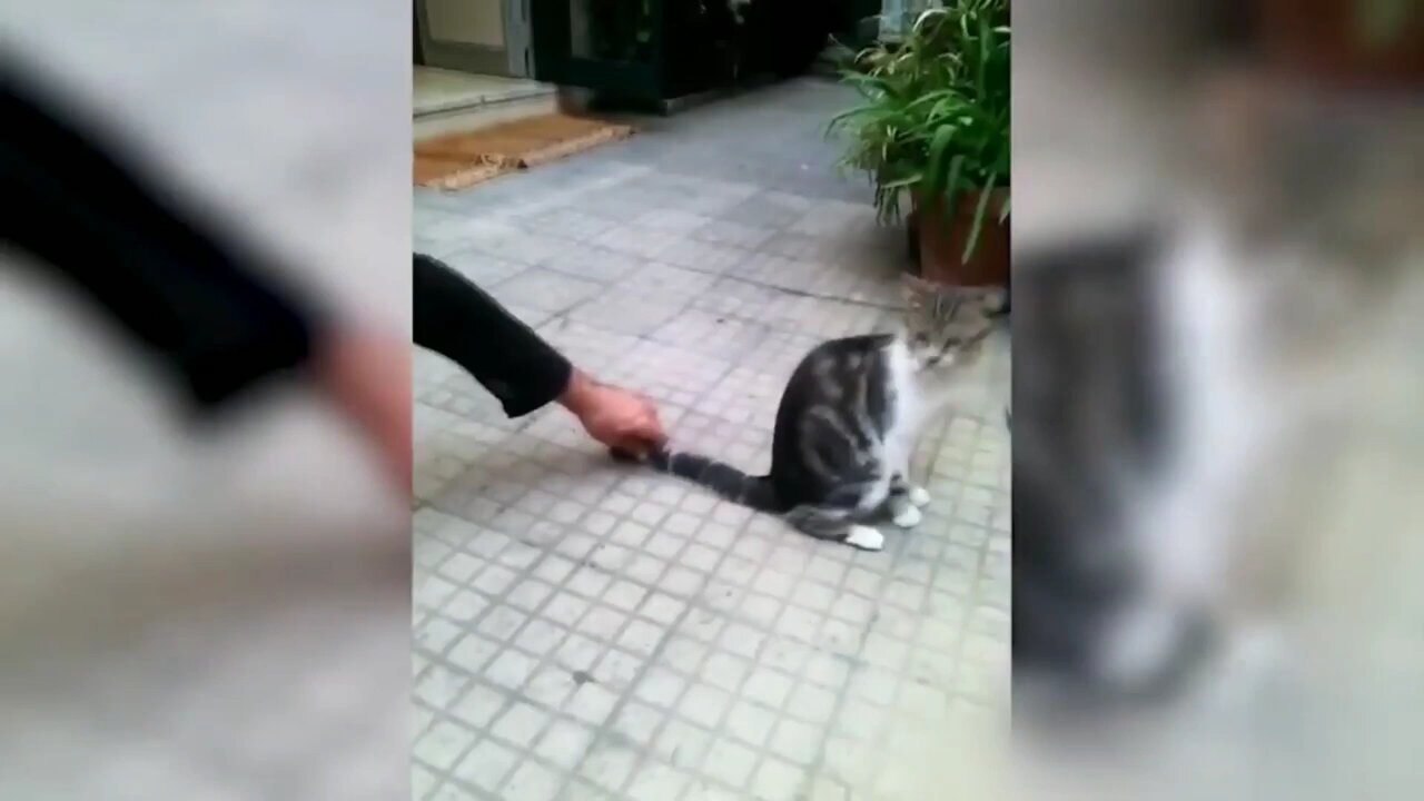 Funny cat vs gun