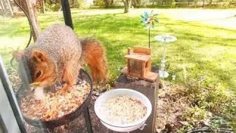 Live HD Crazy Squirrels cam Perrysburg, Ohio