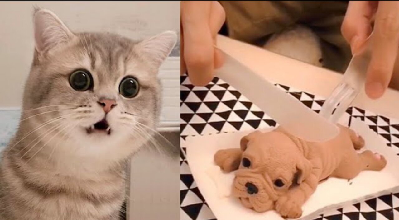 Cat Reaction to Cutting Cake - Funny Dog Cake Reaction Compilation