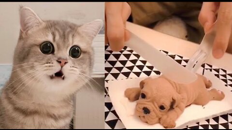 Cat Reaction to Cutting Cake - Funny Dog Cake Reaction Compilation