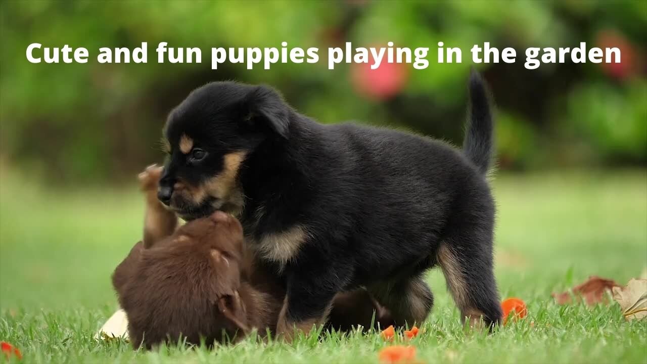 Cute and fun puppies playing in the garden