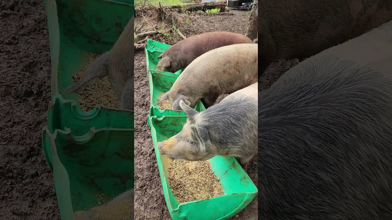 Pigs Eating Breakfast on a Drizzly Morning @UncleTimsFarm #kärnəvór #carnivore #shorts #pigtalk