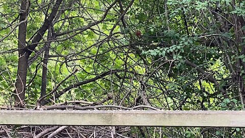 Cardinal fledglings James Gardens Toronto