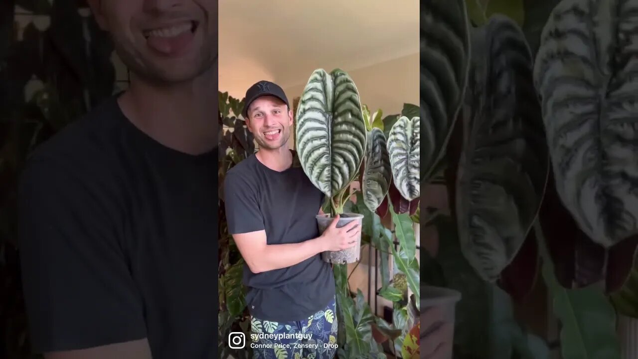 Alocasia cuprea 💧 #houseplants #indoorplants #alocasia