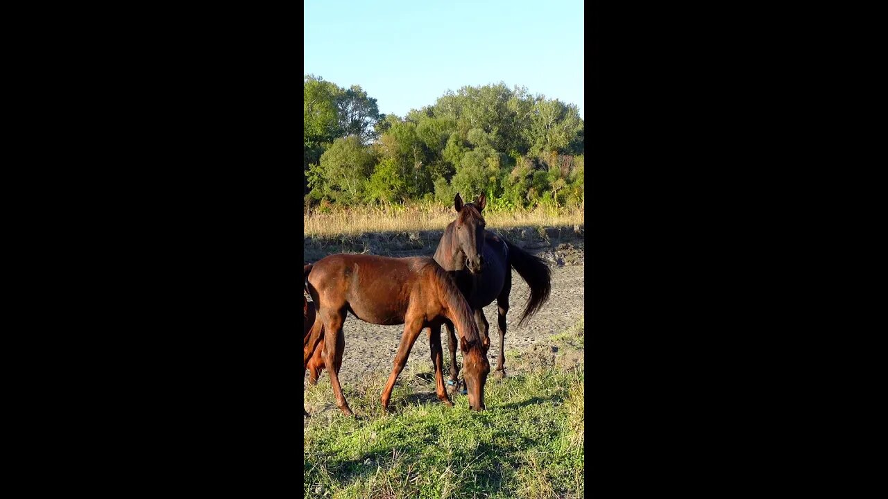Жеребенок защищает свою маму